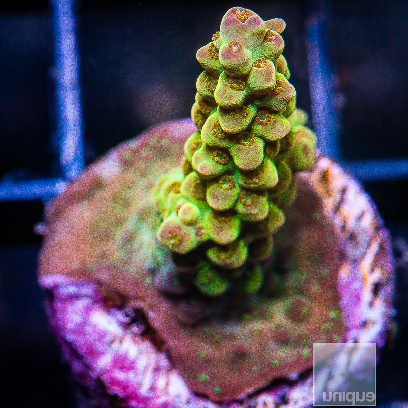 JC-UC Chile Verde Acropora 149 99.JPG