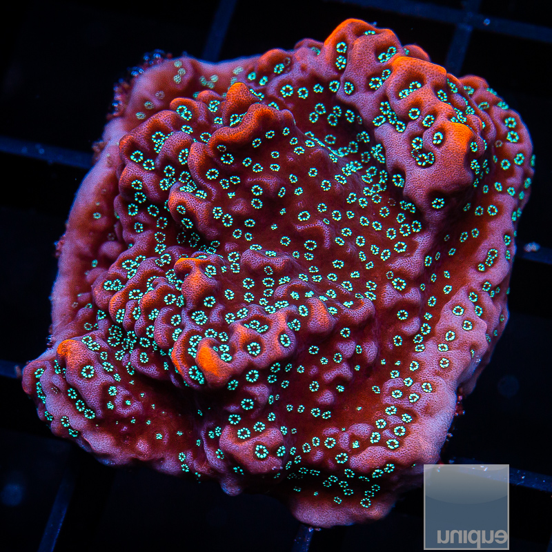 jc-UC Chrome Montipora 79 20.JPG