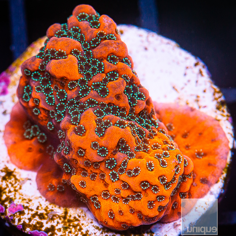 jc-UC Chrome Montipora 79 36.JPG