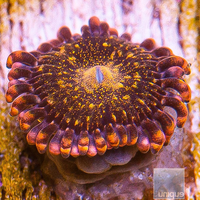 jc-UC Cinnamon Apple Zoa 15 5.JPG