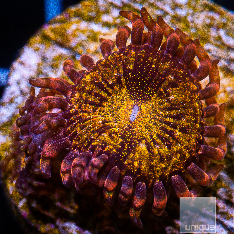 jc-UC Cinnamon Apple Zoanthid 15 5.JPG