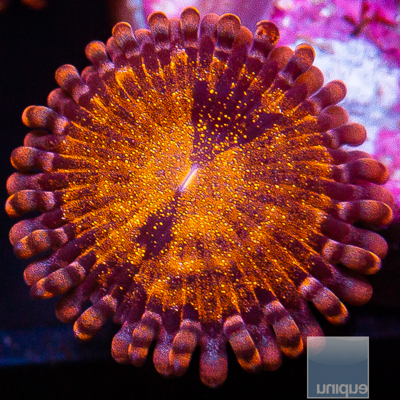 jc-UC Cinnamon Apple Zoanthid 19 10.JPG