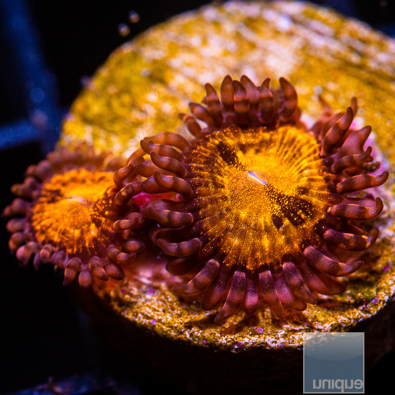 jc-UC Cinnamon Apple Zoanthid 29 10.JPG