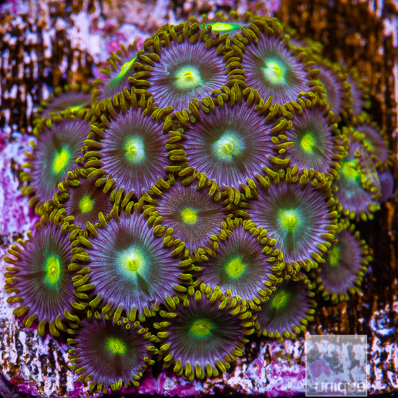 jc-UC Cookie Monster Zoanthid 89 46.JPG