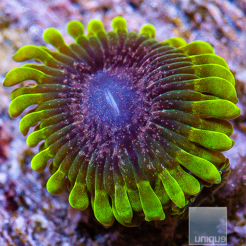 jc-UC Exosphere Zoanthid 59 24.JPG