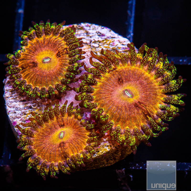 jc-UC Fallen Icarus Zoanthid 129 80.JPG