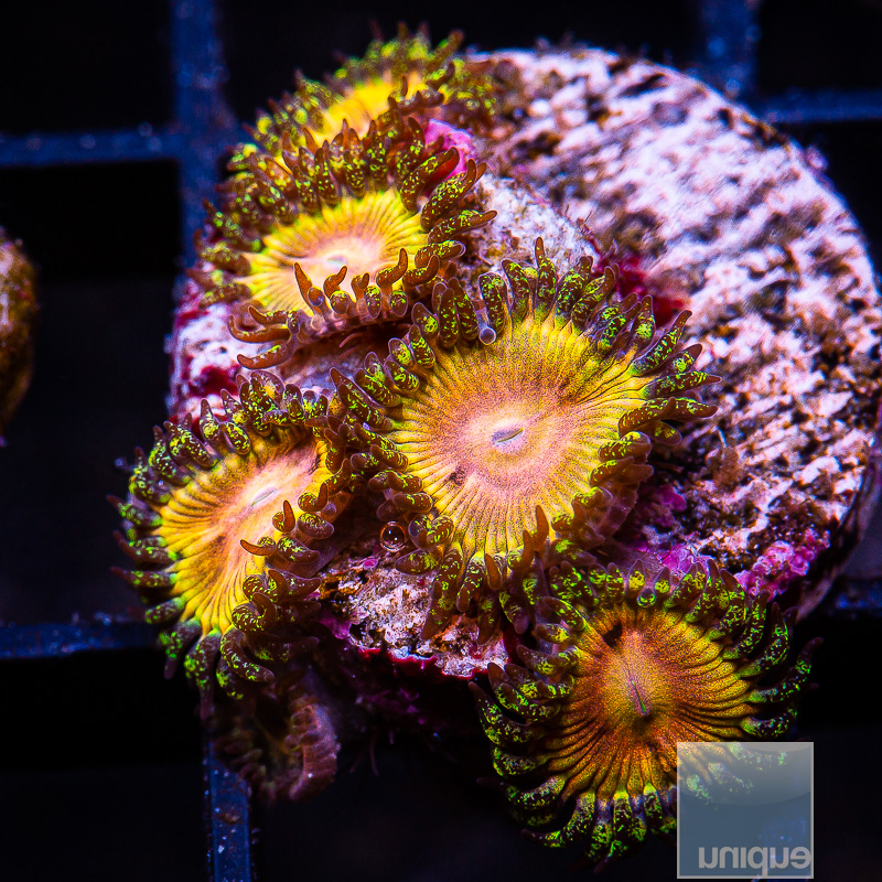 jc-UC Fallen Icarus Zoanthid 199 116.JPG