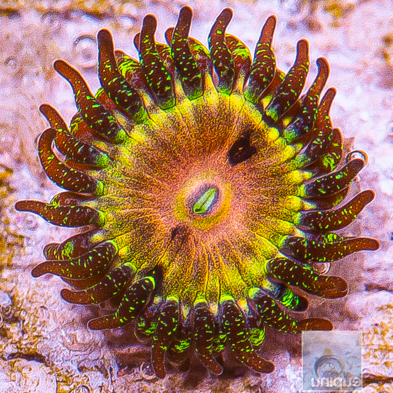 jc-UC Fallen Icarus Zoanthid 59 26.JPG