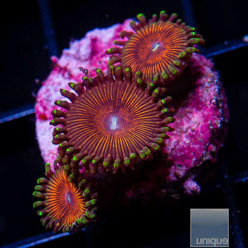 jc-UC Forbidden Monarch Zoanthid 45 22.JPG