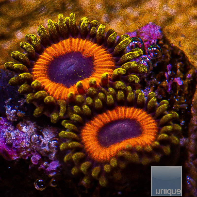 jc-UC Fruit Loop Zoanthid 29 18.JPG