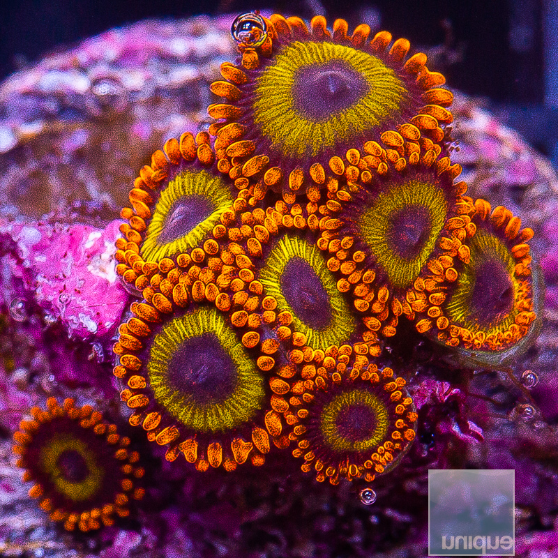 JC-UC Fruit Loop Zoanthid 79 36.JPG