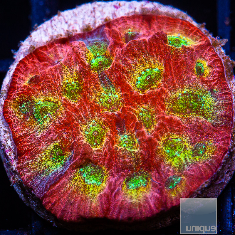 jc-UC Grafted War Coral 119 72.JPG