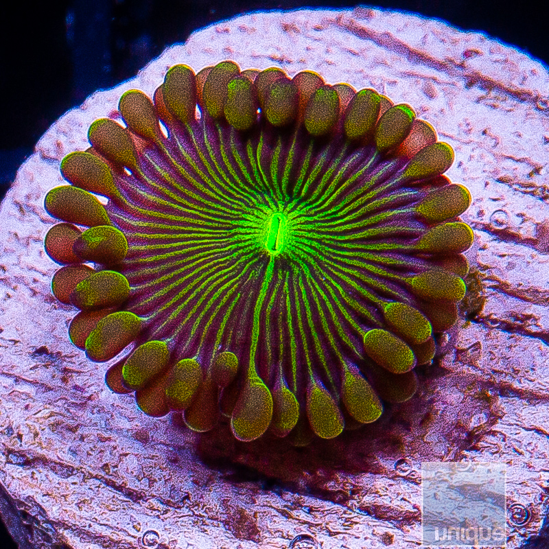 jc-UC Limearita Zoanthid 15 8.JPG