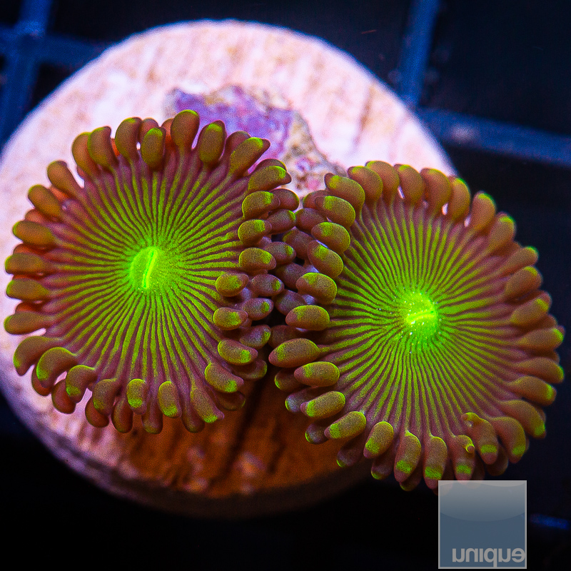 JC-UC Limearita Zoanthid 22 5.JPG