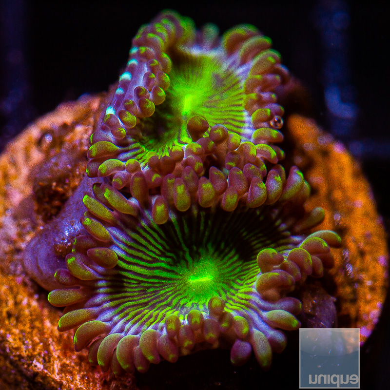 jc-UC Limearita Zoanthid 29 10.JPG