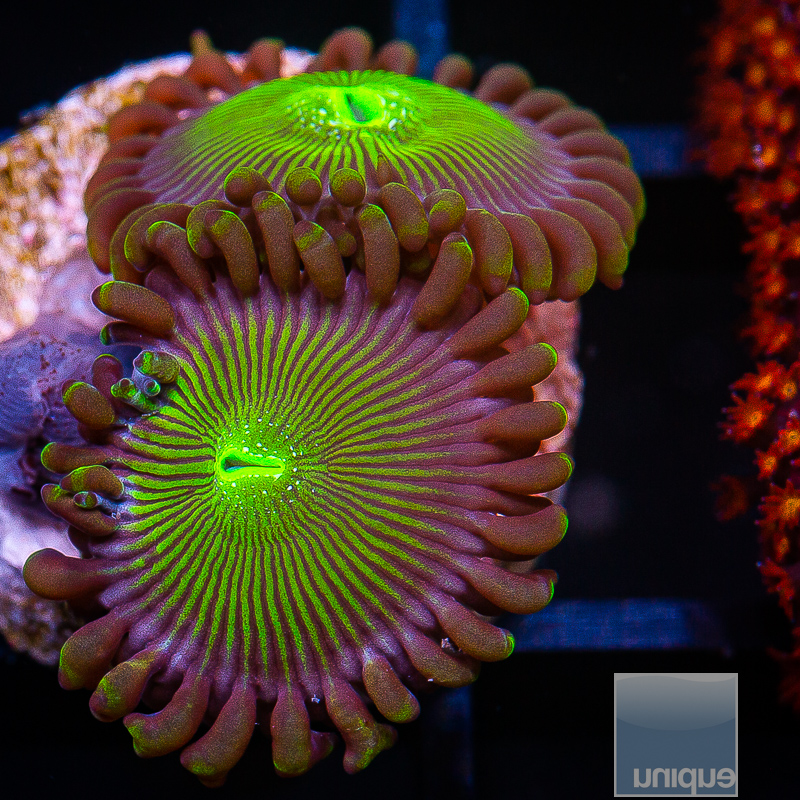 jc-UC Limearita Zoanthid 29 12.JPG