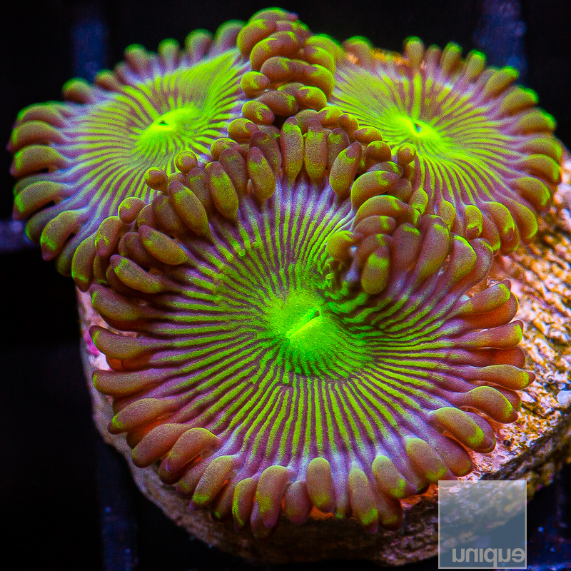 jc-UC Limearita Zoanthid 45 21.JPG