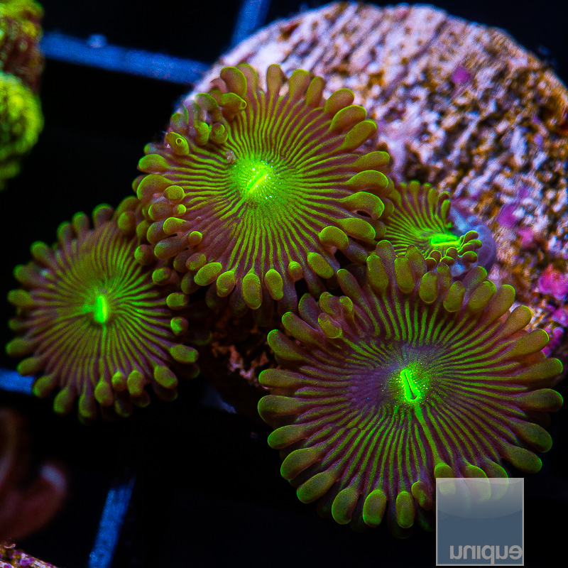 jc-UC Limearita Zoanthid 49 12.JPG