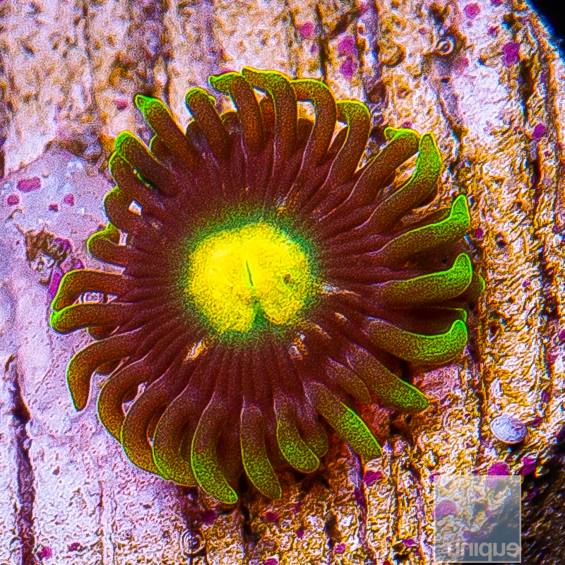 jc-UC Oregon Duck Zoanthid 11 5.JPG