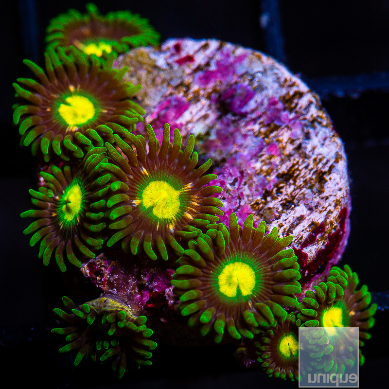 jc-UC Oregon Duck Zoanthid 89 46.JPG