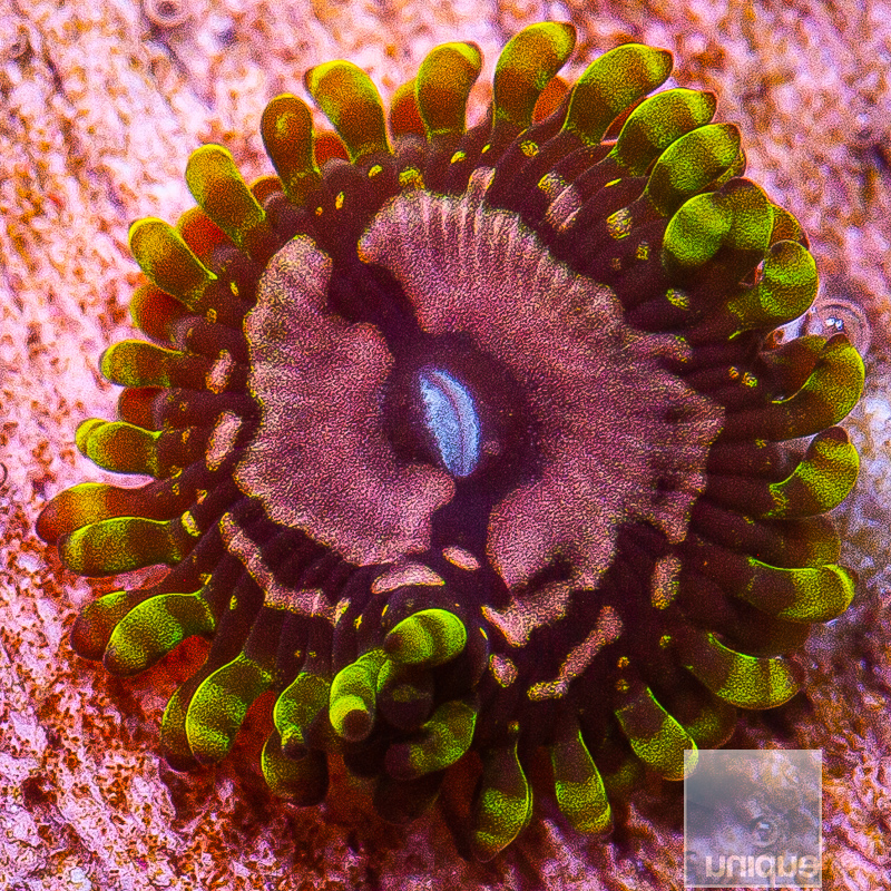 JC-UC Purple Monster Zoanthid 32 15.JPG