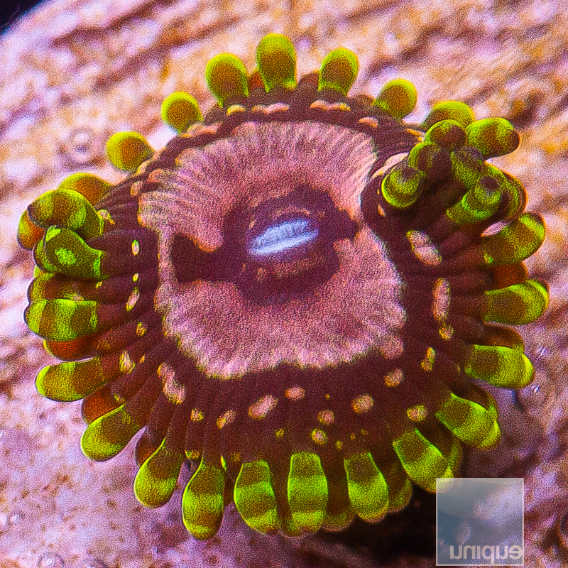 jc-uc purple monster zoanthid 34 18.jpeg