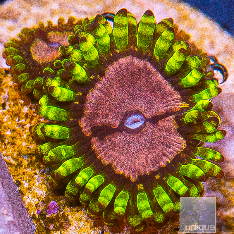 jc-UC Purple Monster Zoanthid 59 36.JPG