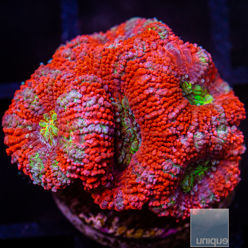 JC-UC Rainbow Chaos Acan Lord 199 116.JPG