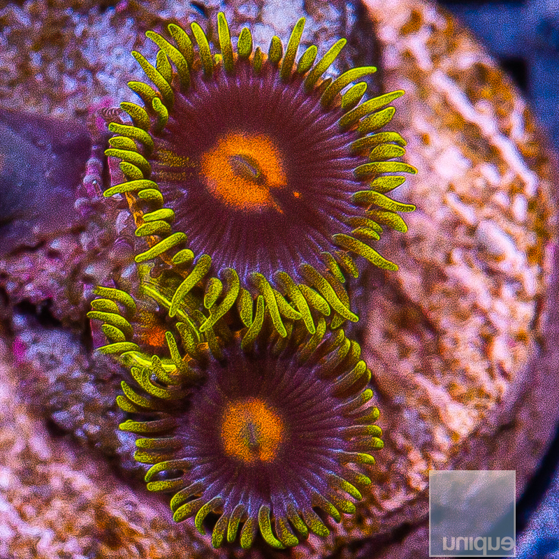 JC-UC Scooby Snack Zoanthid 29 10.JPG