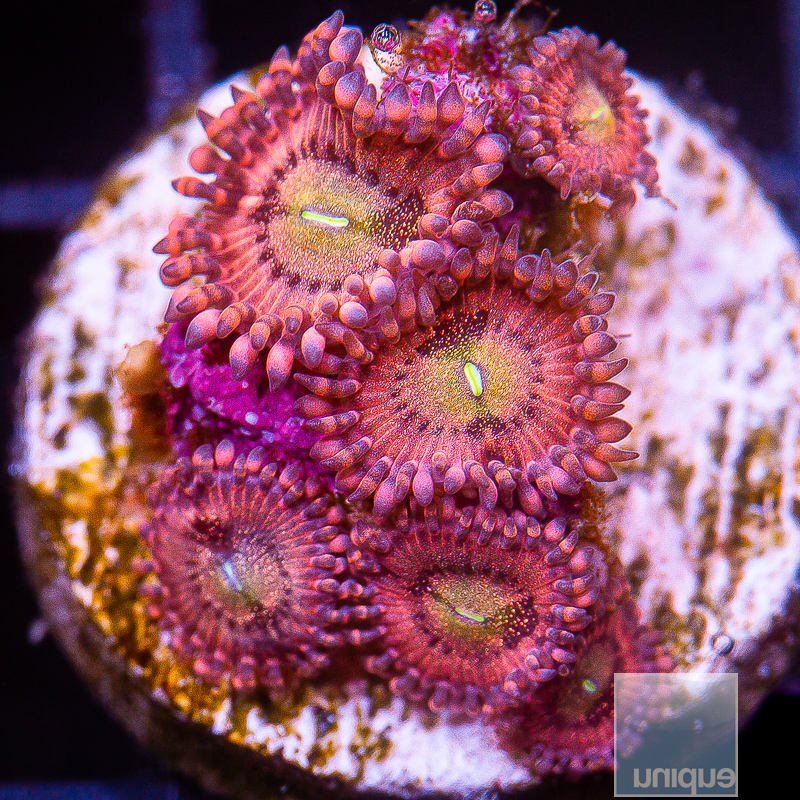 JC-UC Wario Zoanthid 99 36.JPG