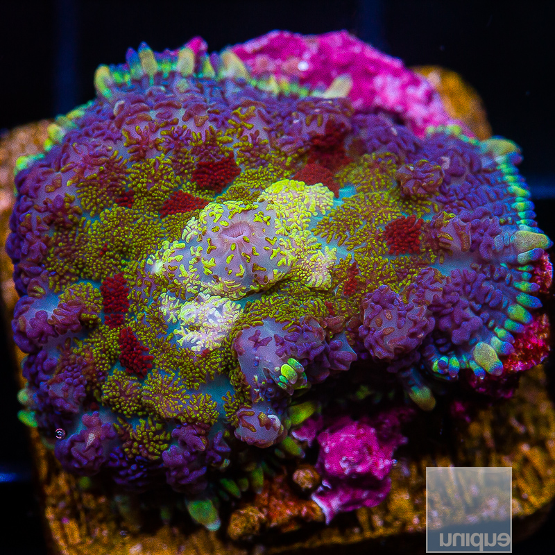 JC-UCSI Rainbow Rhodactis 119 95 (1).JPG