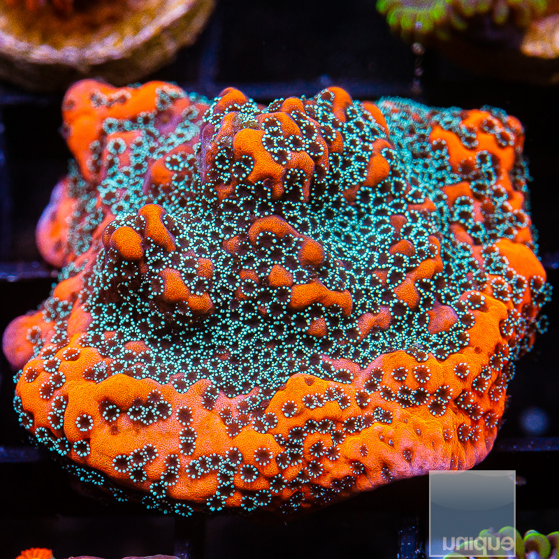 jc-Ultra Chrome Montipora 79 55.JPG