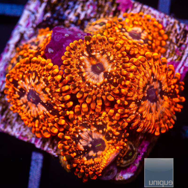 JC-Utter Chaos Zoanthid 119 55.JPG