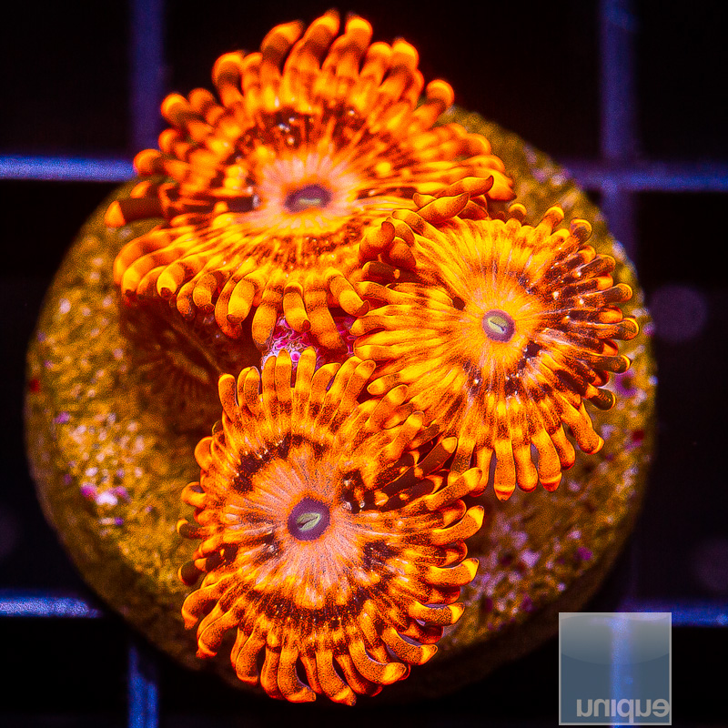 jc-Utter Chaos Zoanthid 119 55.JPG