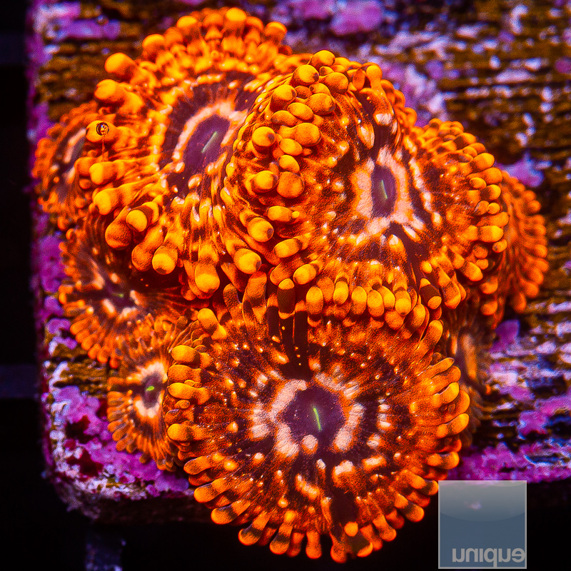 JC-Utter Chaos Zoanthid 119 72.JPG