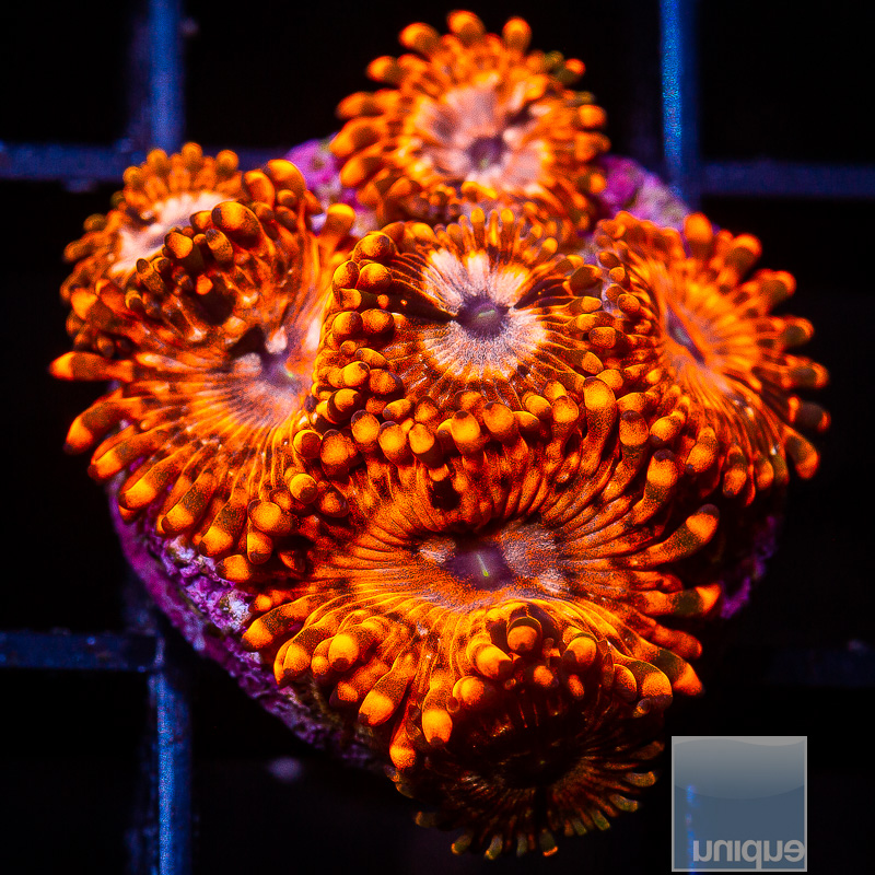 jc-Utter Chaos Zoanthid 119 76.JPG