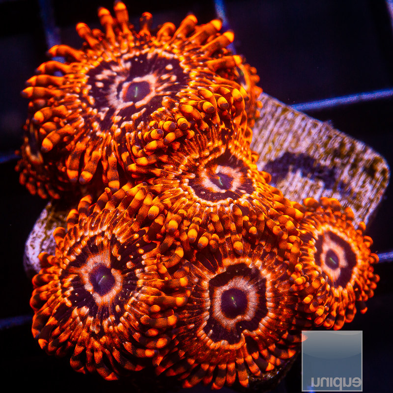 JC-Utter Chaos Zoanthid 119 80.JPG