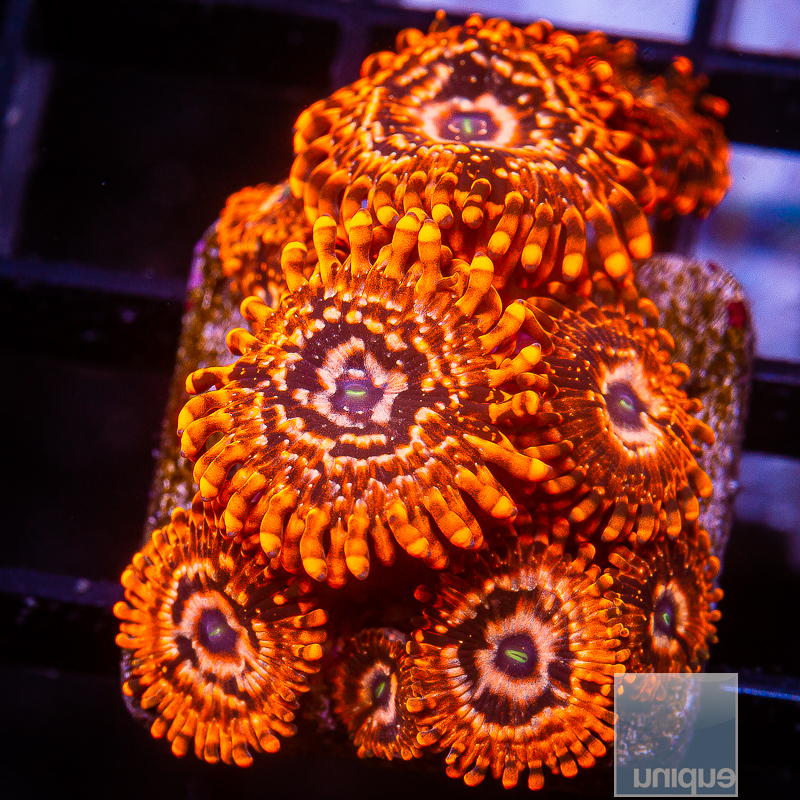 JC-Utter Chaos Zoanthid 139 84.JPG