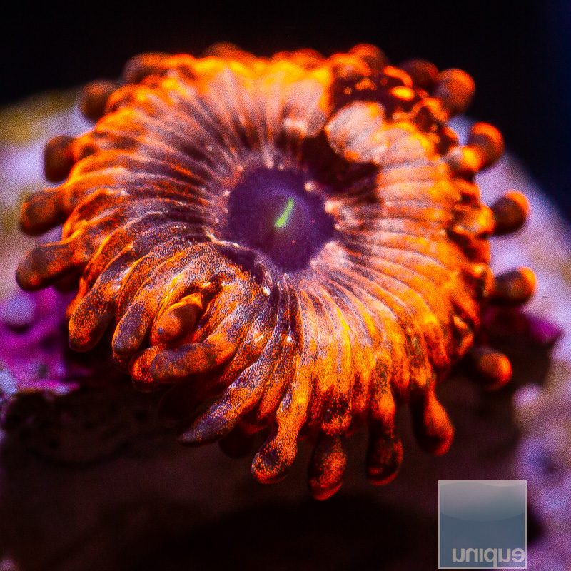 jc-Utter Chaos Zoanthid 15 10.JPG