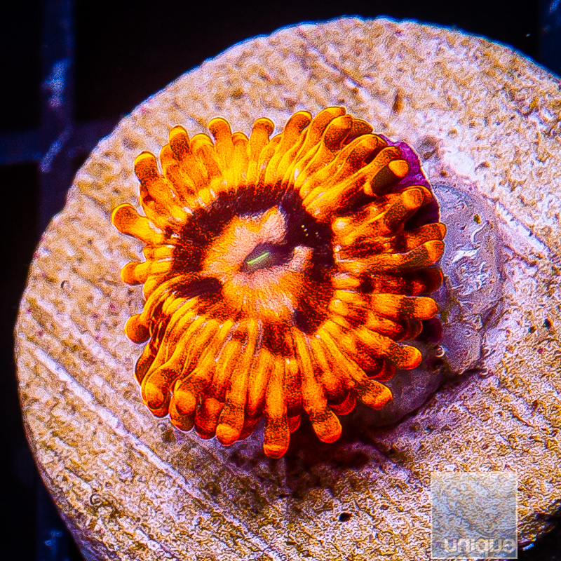 jc-Utter Chaos Zoanthid 22 10.JPG