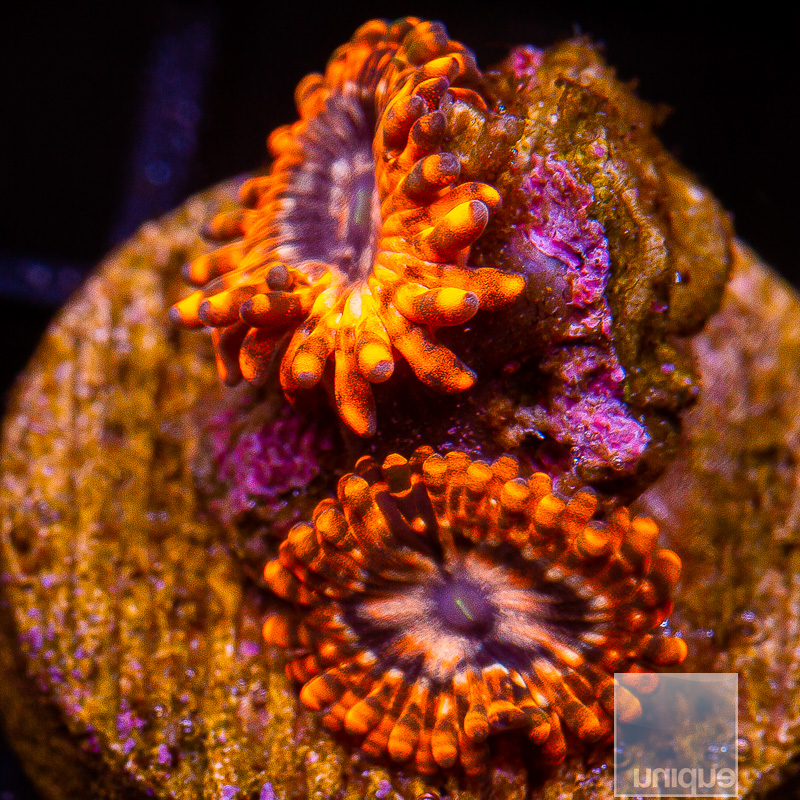 jc-Utter Chaos Zoanthid 29 10.JPG