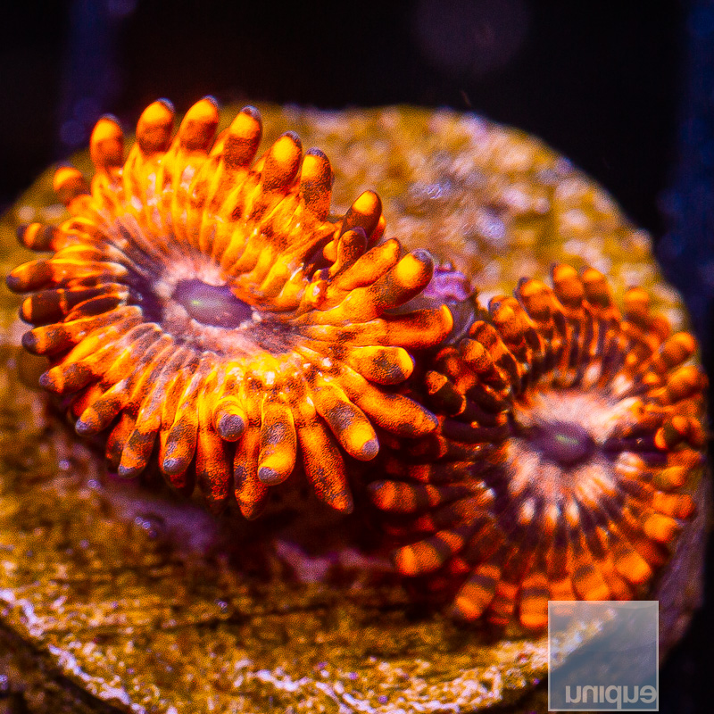 jc-Utter Chaos Zoanthid 32 10.JPG