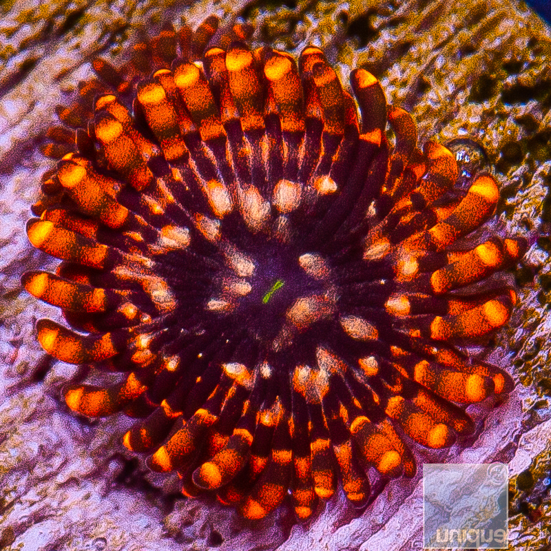 jc-Utter Chaos Zoanthid 34 20.JPG