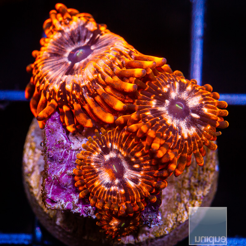 jc-Utter Chaos Zoanthid 59 35.JPG