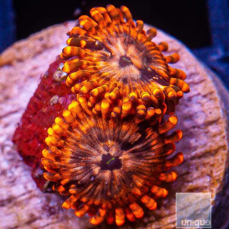 jc-utter chaos zoanthid 69 35.jpeg