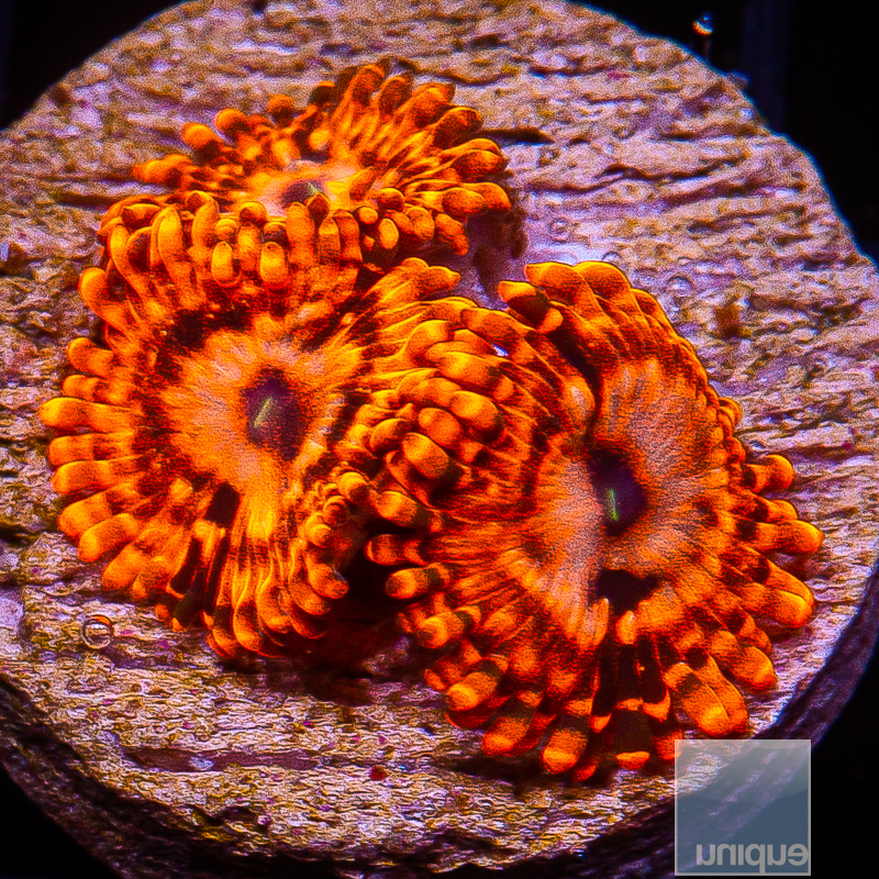 jc-Utter Chaos Zoanthid 69 36.JPG