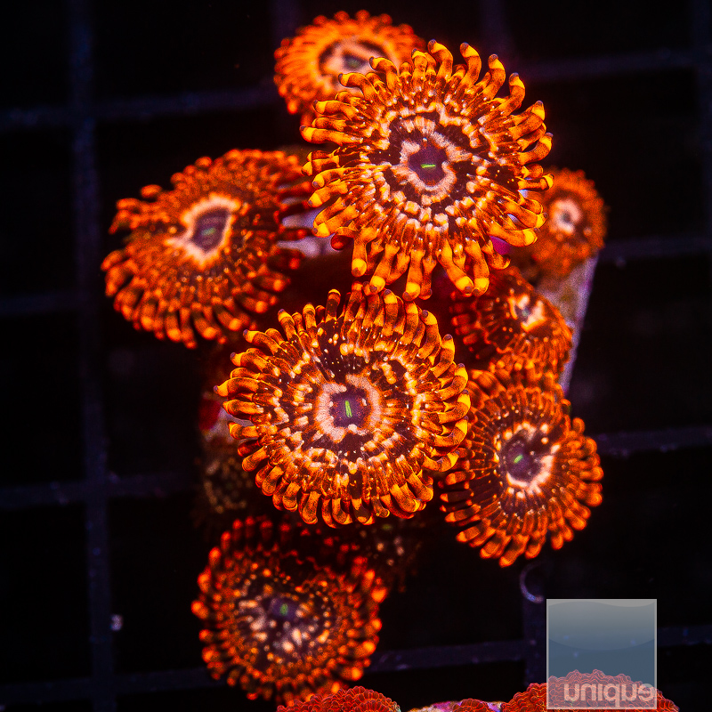 JC-Utter Chaos Zoanthid 89 41.JPG