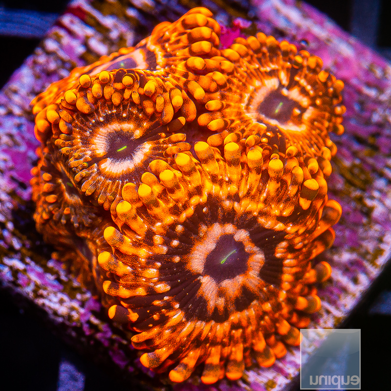 JC-Utter Chaos Zoanthid 99 70.JPG