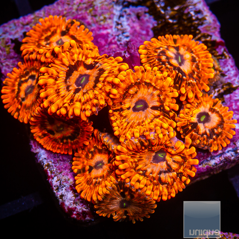 JC-Utter Chaos Zoanthid colony 229 115.JPG