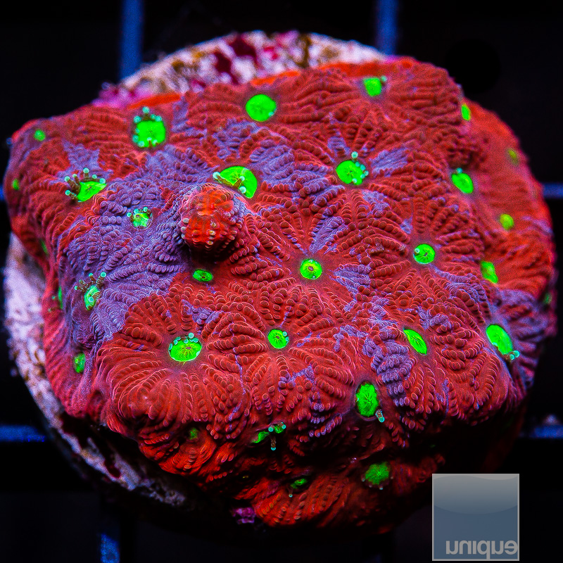 jc-War Coral 29 5.JPG